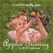 Apples Growing
